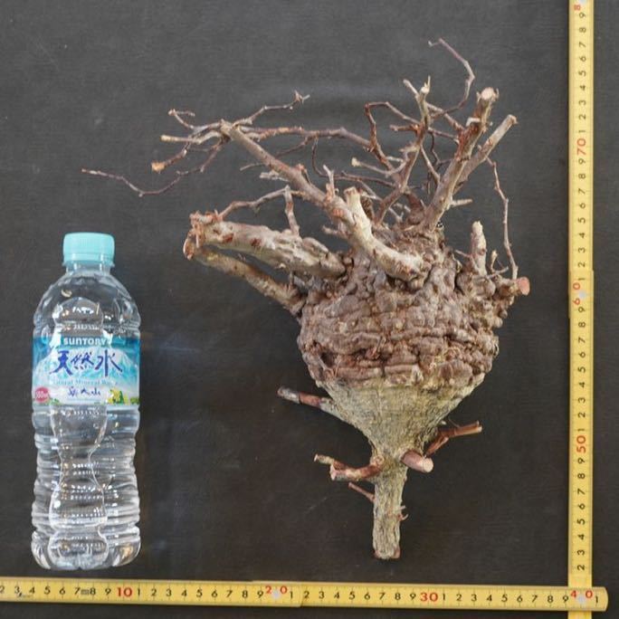 純】鳥居 敏文「油彩10号”八ッケ岳（清里高原）”～独立美術会員物故