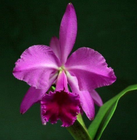  洋蘭原種 Cattleya jenmanii Bela Vista x rubra 再入荷しました(ラン)｜売買されたオークション情報、yahooの商品情報をアーカイブ公開 - オークファン ラン