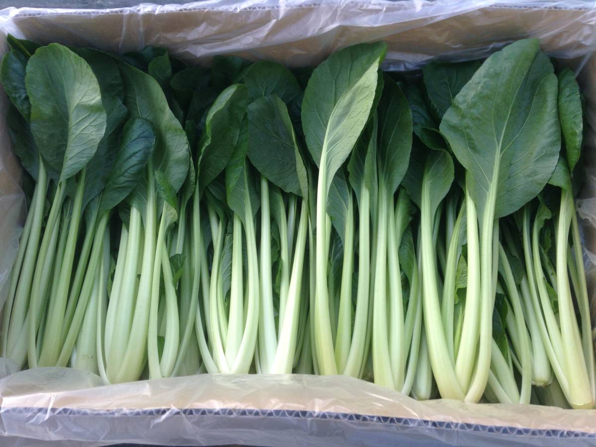 SALE，新作登場 小松菜 10ｋｇ 産地直送 バラ詰め 業務用 1(その他)｜売買されたオークション情報、yahooの商品情報をアーカイブ公開 - オークファン その他
