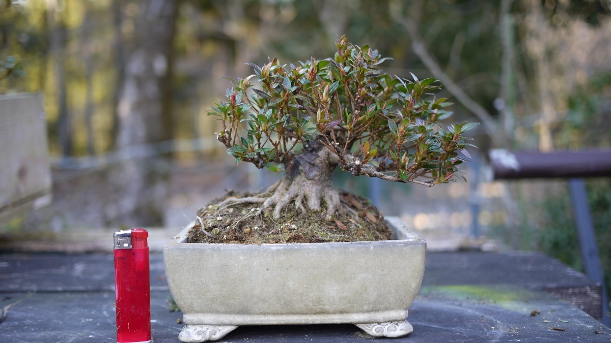 皐月盆栽] 極小品 珍山 皐月 珍山 盆栽 [皐月盆栽] 花、園芸 中品