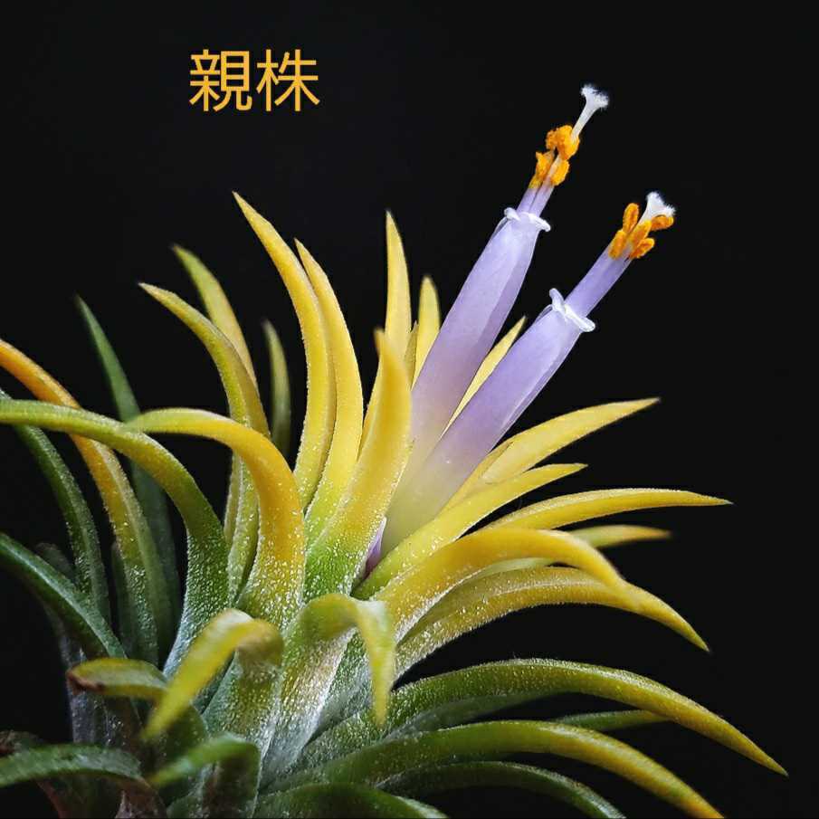 Tillandsia ionantha 'Blue Eyed Druid' エアープランツ チランジア Tillandsia ionantha 'Blue Eyed Druid' エアープランツ チランジア