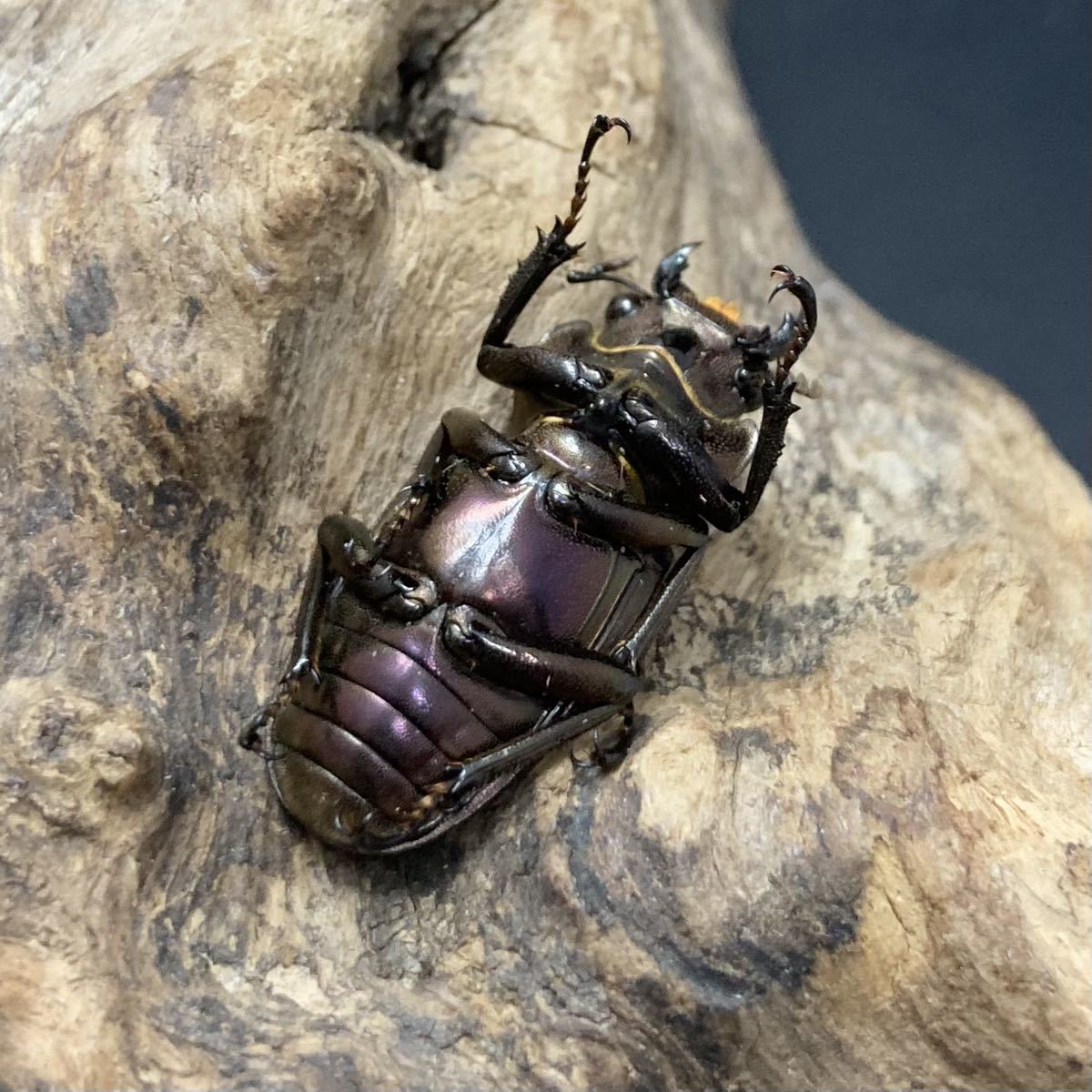メタリフェルホソアカクワガタ メス 2 パープル 成虫 メタリフェル 翌日着の地域限定か 外国産 売買されたオークション情報 Yahooの商品情報をアーカイブ公開 オークファン Aucfan Com