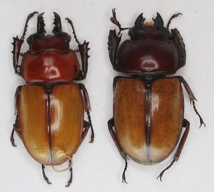 マルバネクワガタのYahoo!オークション(旧ヤフオク!)の相場・価格を