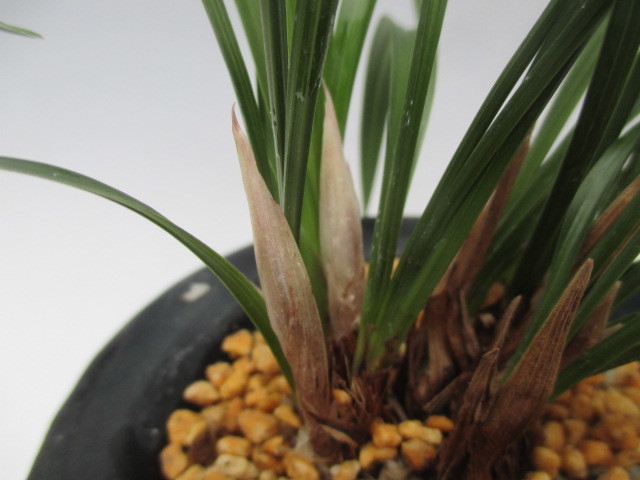 春蘭　韓国春蘭　栄光No.6 ◇日本春蘭 【 緋鵬 】◇美特上株6本花芽② ◇韓国