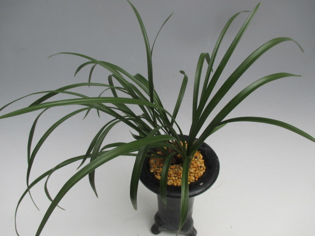 ◇日本春蘭 【 緋鵬 】◇美特上株6本花芽② ◇韓国