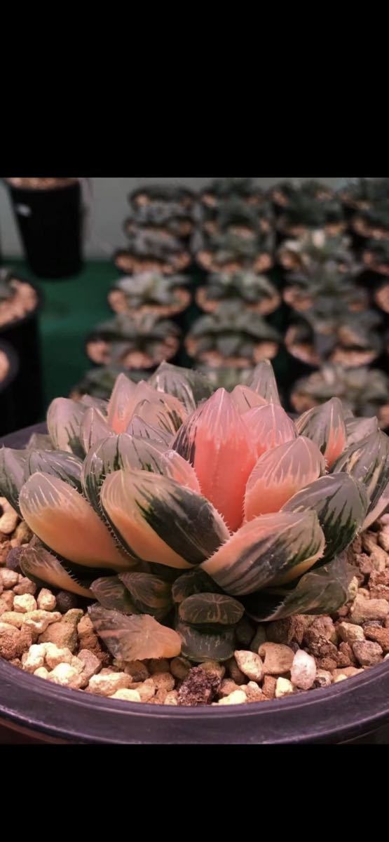 多肉植物 ハオルチア 赤い鳥 子株花と鉢そのまま発送a サボテン 売買されたオークション情報 Yahooの商品情報をアーカイブ公開 オークファン Aucfan Com