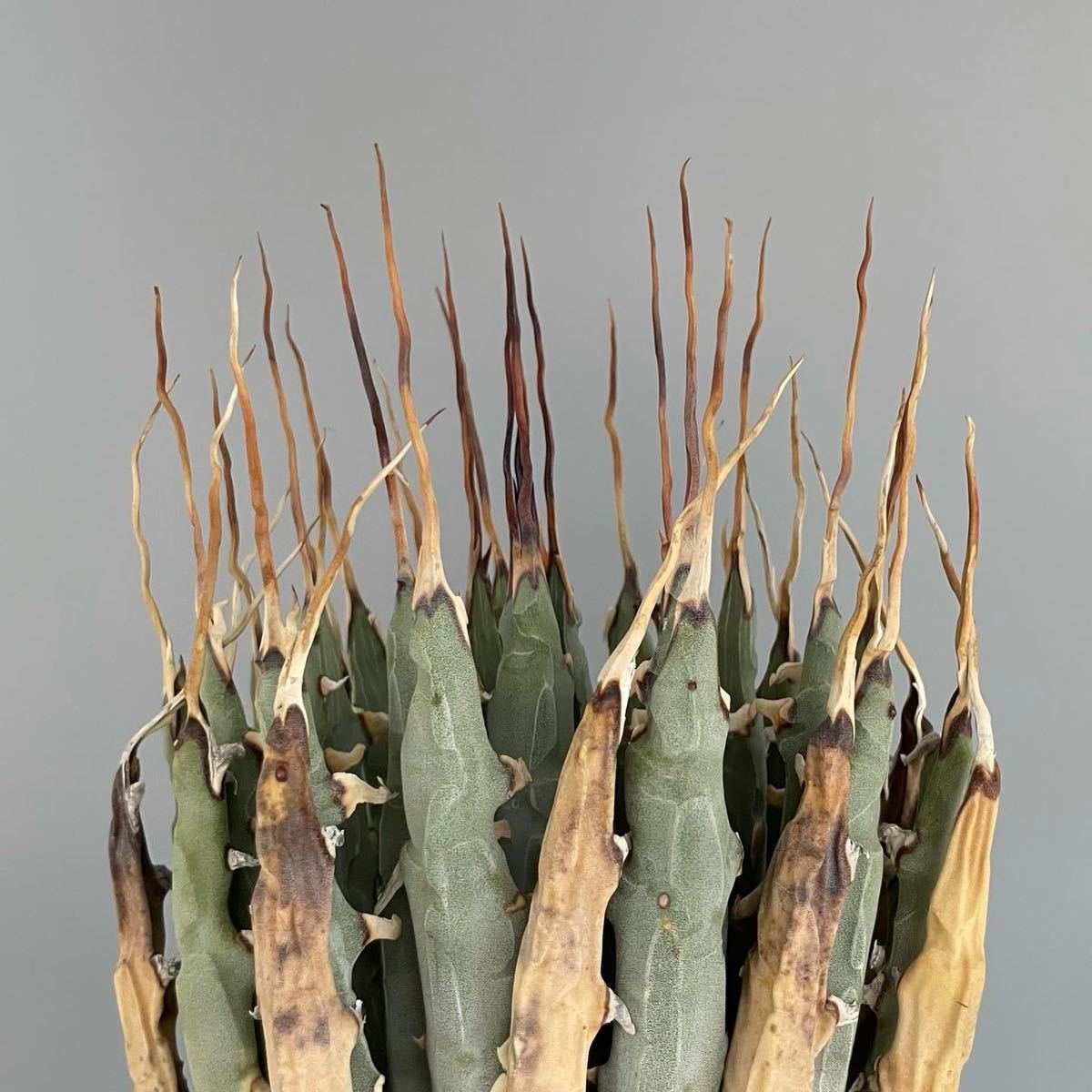 活着済み アガベ ユタエンシス エボリスピナ Agave utahensis 活着済み アガベ ユタエンシス エボリスピナ Agave utahensis
