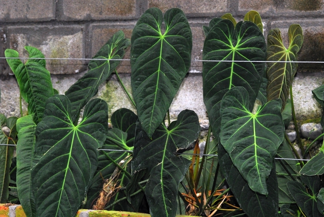 KN アンスリューム(ベニウチワ属） メタリカム（ANTHURIUM