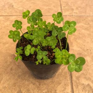 五つ葉 クローバーのヤフオク の相場 価格を見る ヤフオク の五つ葉 クローバーのオークション売買情報は8件が掲載されています