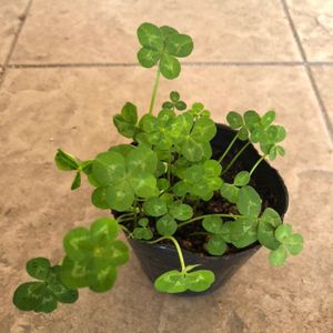 五つ葉 クローバーのヤフオク の相場 価格を見る ヤフオク の五つ葉 クローバーのオークション売買情報は8件が掲載されています