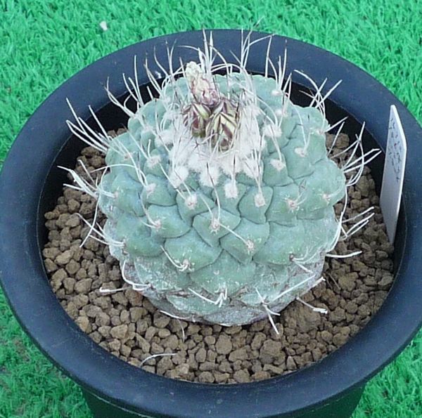 サボテン、多肉植物 菊水-23 多肉植物 菊水 サボテン 菊水3苗-17 上品