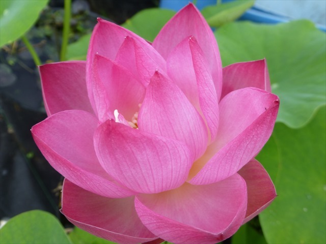 浮世絵 １ 花ハス 蓮根 レンコン 花蓮 休眠苗 ハス 蓮 スイレン ビオトープ 水生植物 メダカ めだか 苗 売買されたオークション情報 Yahooの商品情報をアーカイブ公開 オークファン Aucfan Com