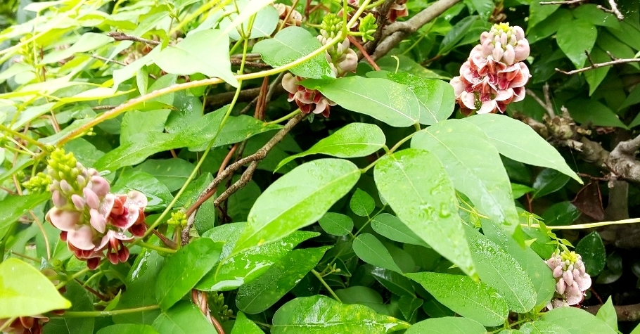 アピオス 大 小 混８５０ｇ ２９８０円 食べ頃 泥付きなの 種にも可 農薬不使用 病みつきの旨さ 花も実も楽しめ栄養価高し その他 売買されたオークション情報 Yahooの商品情報をアーカイブ公開 オークファン Aucfan Com