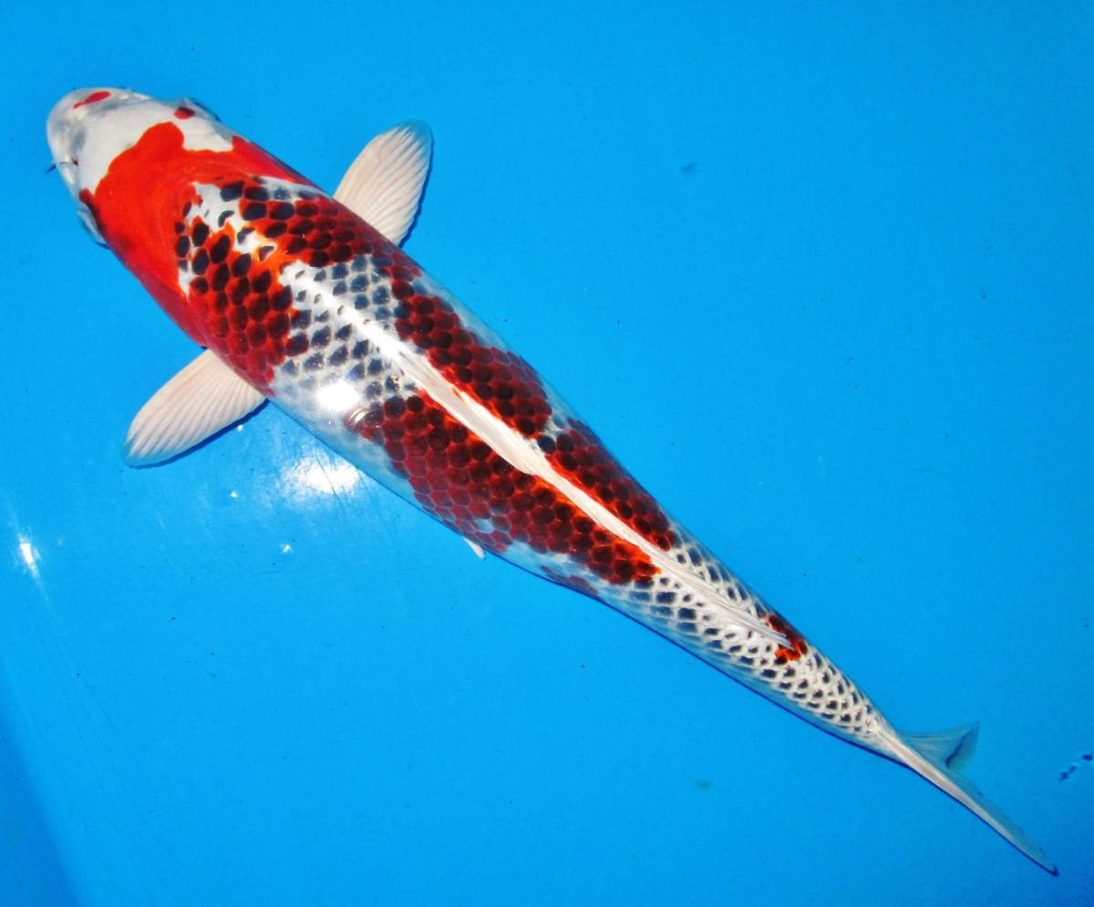 錦鯉 孔雀 品評会用