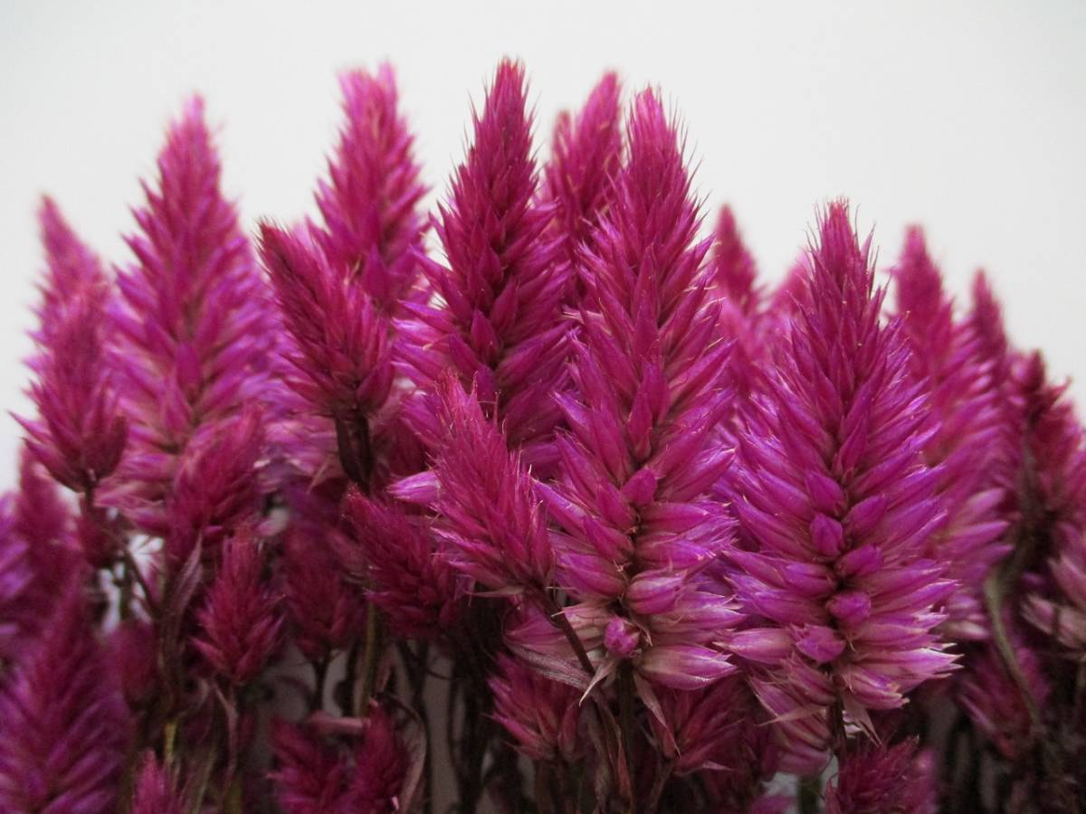 ドライフラワー キャンドルケイトウ 80本 スワッグなどの花材に 1 一般 売買されたオークション情報 Yahooの商品情報をアーカイブ公開 オークファン Aucfan Com