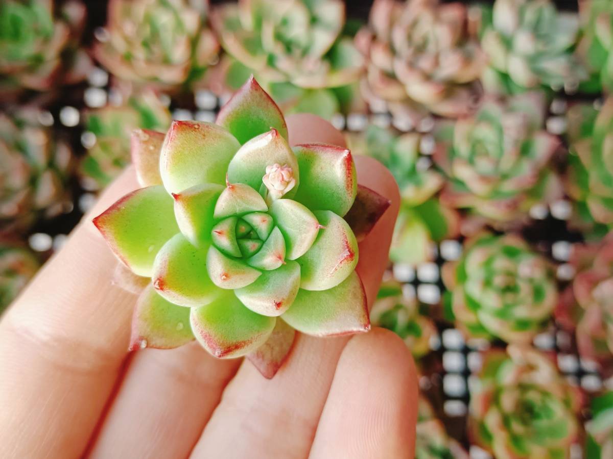 最安値，最新作 多肉植物 エケベリア 韓国 S310ドリームクィーン30個(サボテン)｜売買されたオークション情報、yahooの商品情報をアーカイブ公開 - オークファン サボテン