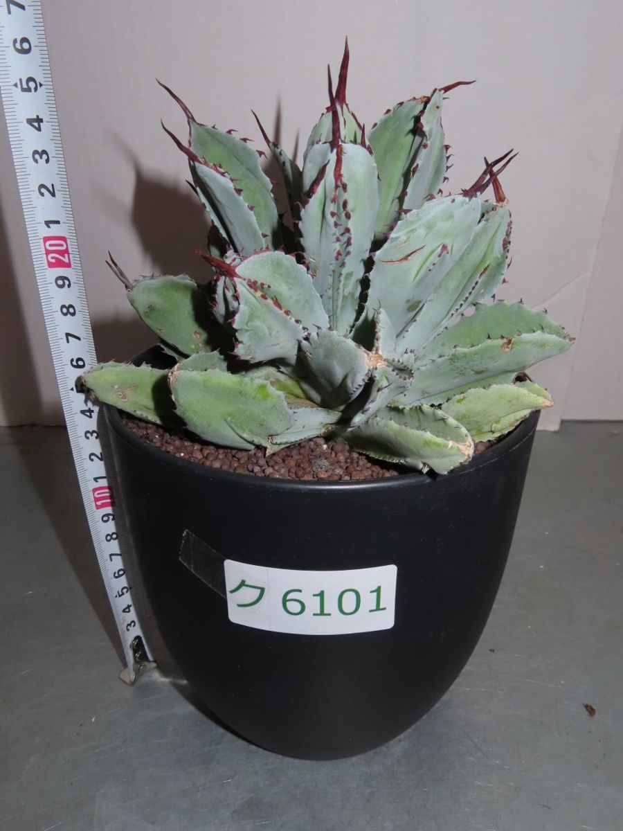 観葉植物 アガベ キュービック 大株
