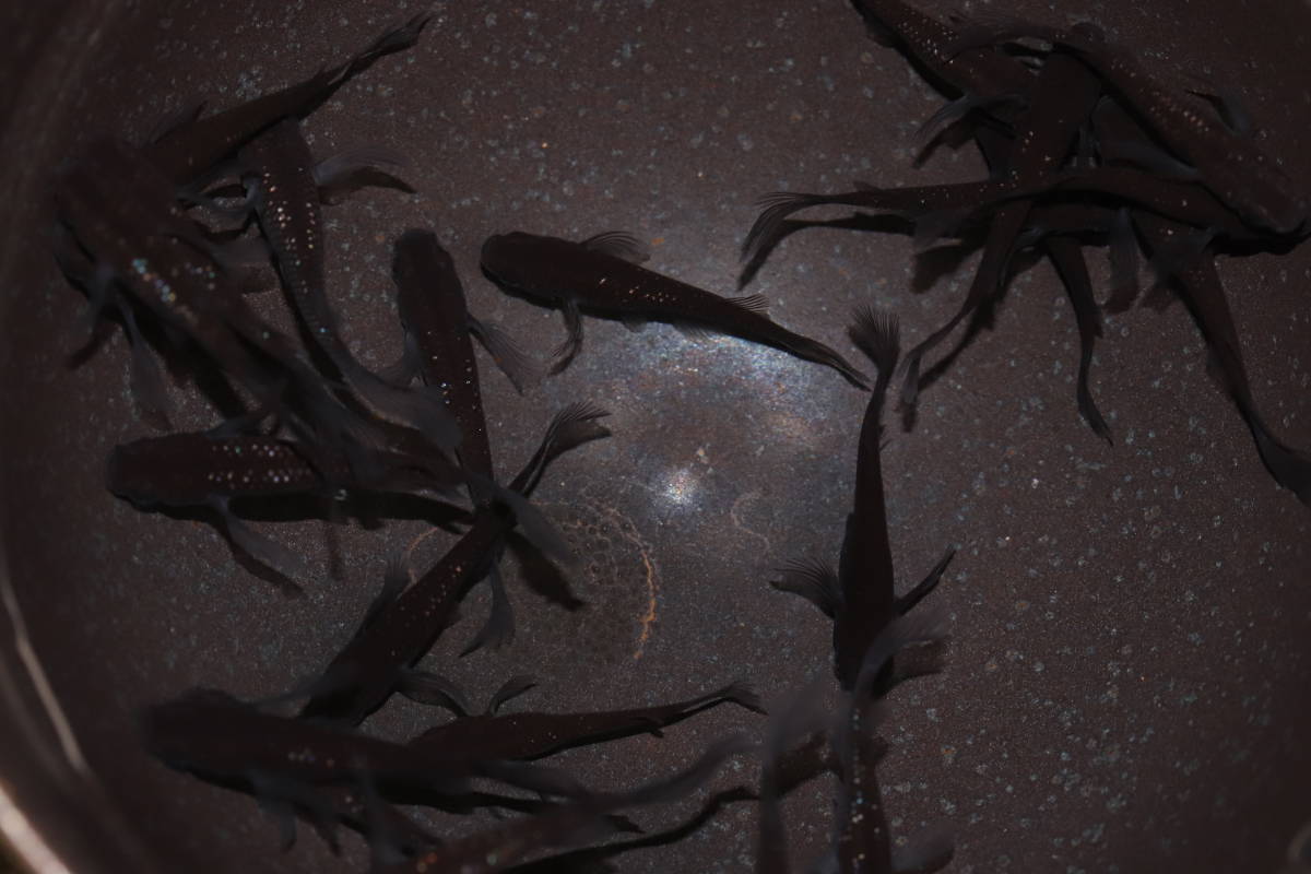 s1030621710.1