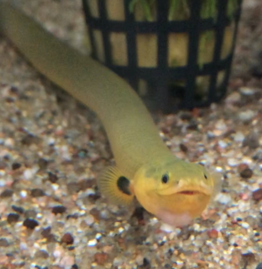 魅力的 ロープフィッシュ アミメウナギ 生体 古代魚 ポリプテルス科 鑑賞魚 熱帯魚 淡水魚 肉食魚 淡水魚 売買されたオークション情報 Yahooの商品情報をアーカイブ公開 オークファン Aucfan Com