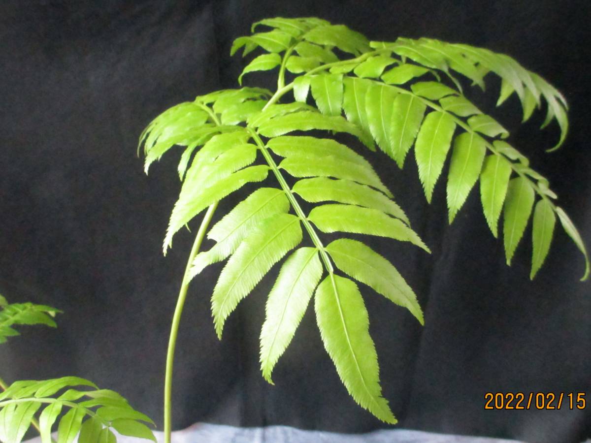 春夏新作モデル リュウビンタイ 8号 シダ植物 大型大株 希少品種レア 竜 Fucoa Cl