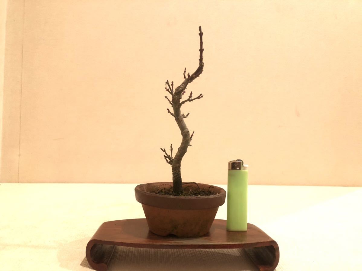 ☆盆栽生活☆ 獅子頭 もみじ 紅葉 小品盆栽 【公式通販】