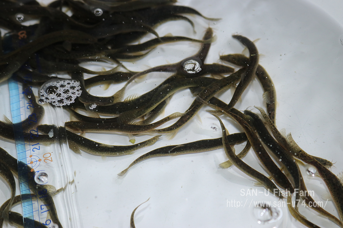 活どじょう 小 500g 6 9cmぐらい 中国産 直輸入 泥鰌 活き餌 釣り餌 生餌 アロワナ 大型魚 非食用 お届け地域制限あり どじょう 売買されたオークション情報 Yahooの商品情報をアーカイブ公開 オークファン Aucfan Com 活どじょう 小 500g 6 9cmぐらい 中国産 直輸入 泥鰌 活き餌 釣り餌 生餌 アロワナ 大型魚 非食用 お届け地域制限あり どじょう 売買されたオークション情報 Yahooの商品情報をアーカイブ公開 オークファン Aucfan Com