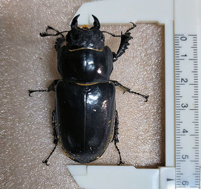 □□ 大型 ユダイクス ミヤマ 初2~3令10頭（2系統）（ユダイクス