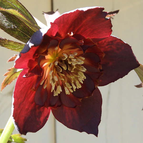 若泉クリスマスローズ雅 園芸ネット本店｜若泉ファームさんのクリスマスローズ：25-16雅