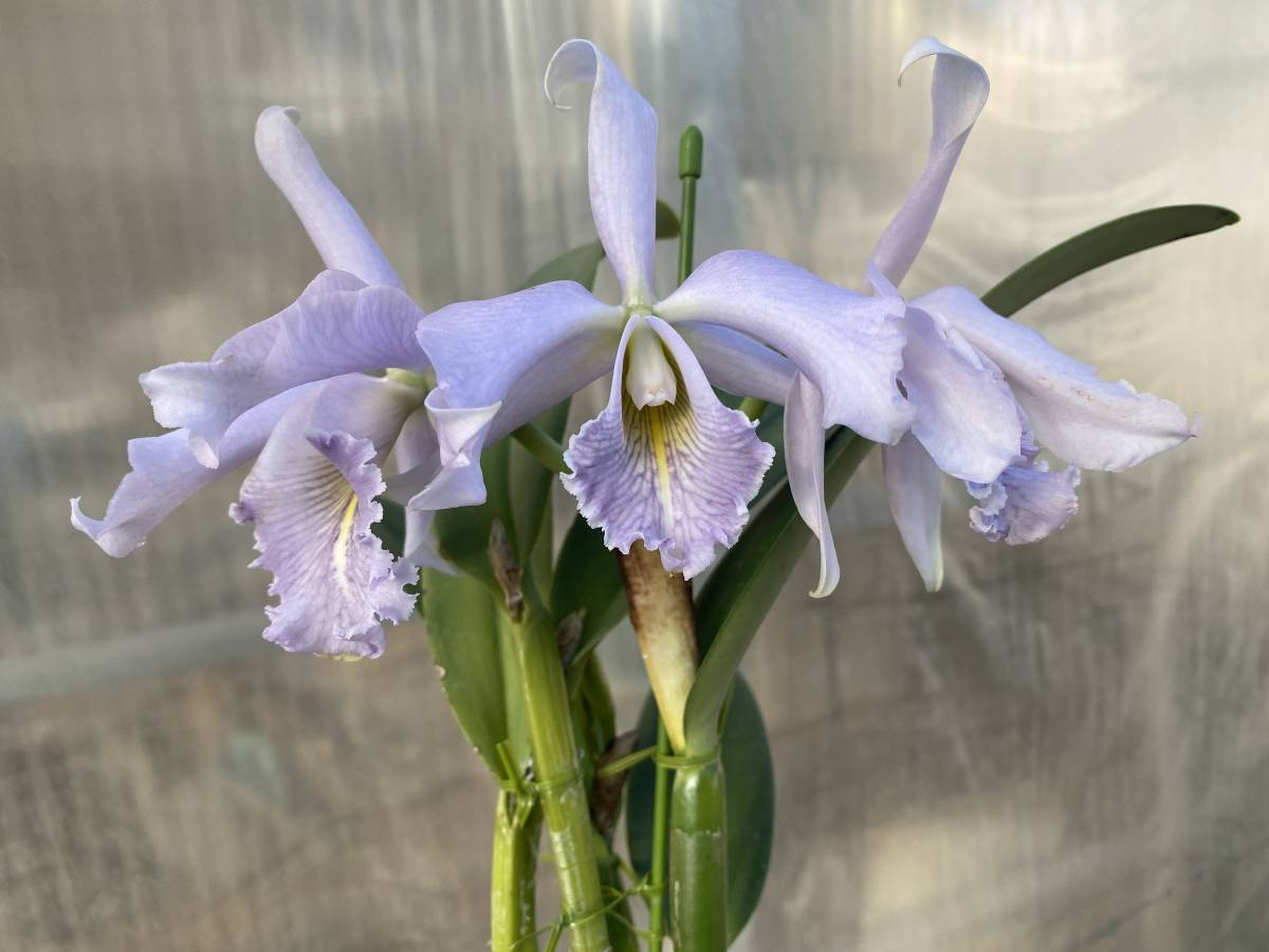 洋蘭原種 カトレア C maxima f.coerulea 'Alexandra' strain 花付き
