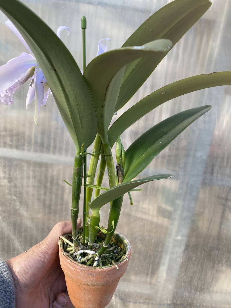 洋蘭原種 カトレア C maxima f.coerulea 'Alexandra' strain 花付き