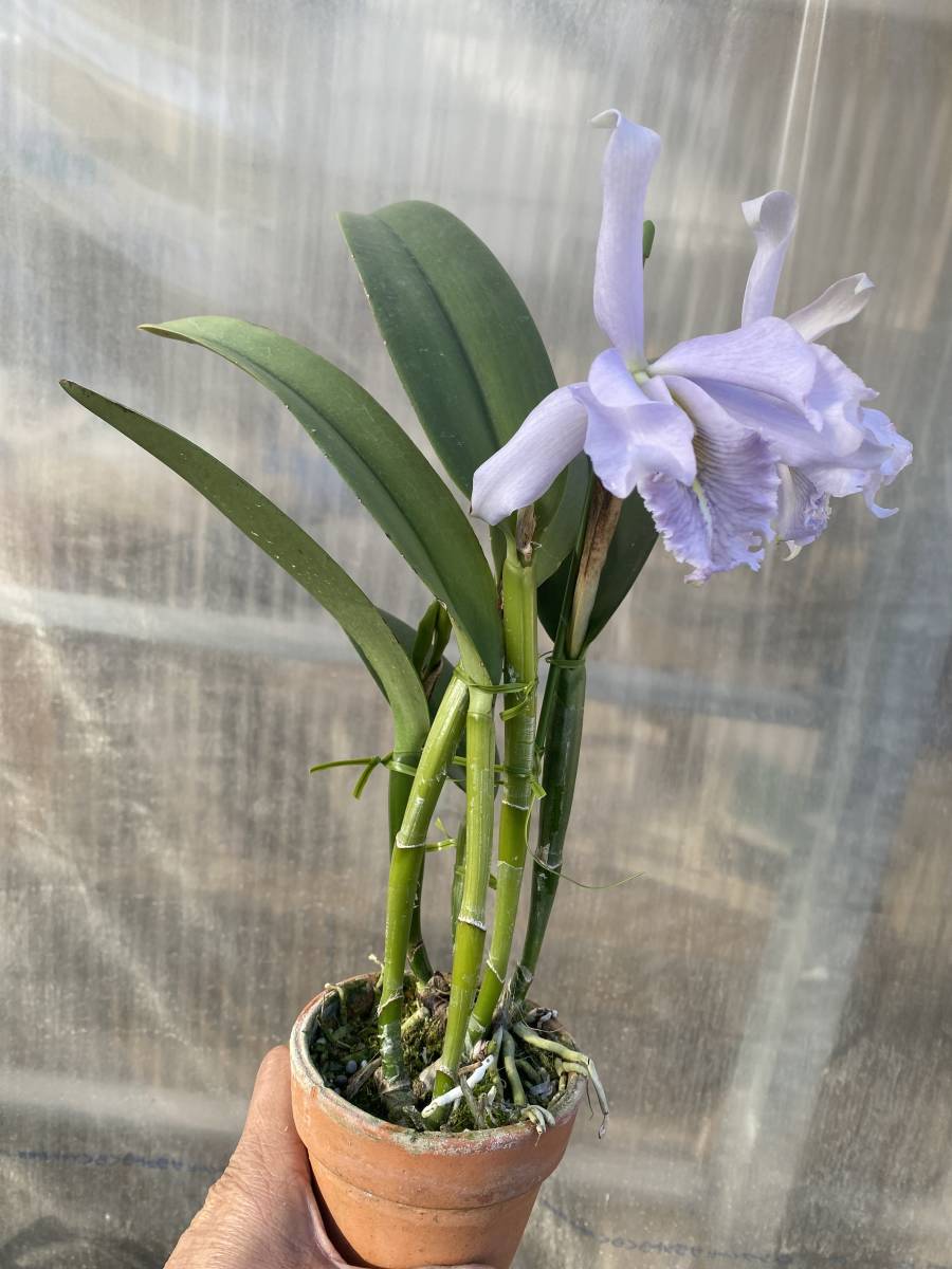 洋蘭原種 カトレア C maxima f.coerulea 'Alexandra' strain 花付き