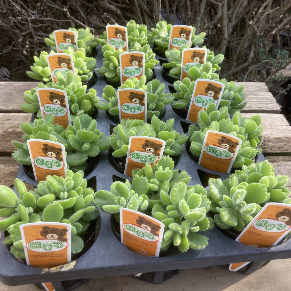 魅惑の多肉植物 数量２ ぷっくら可愛い熊童子 ３ポットセット 苗 売買されたオークション情報 Yahooの商品情報をアーカイブ公開 オークファン Aucfan Com