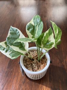 楽天カード分割 希少斑入りポトスエクセレント 根付き苗 植物 観葉植物 Americanegocioimobiliario Com Br