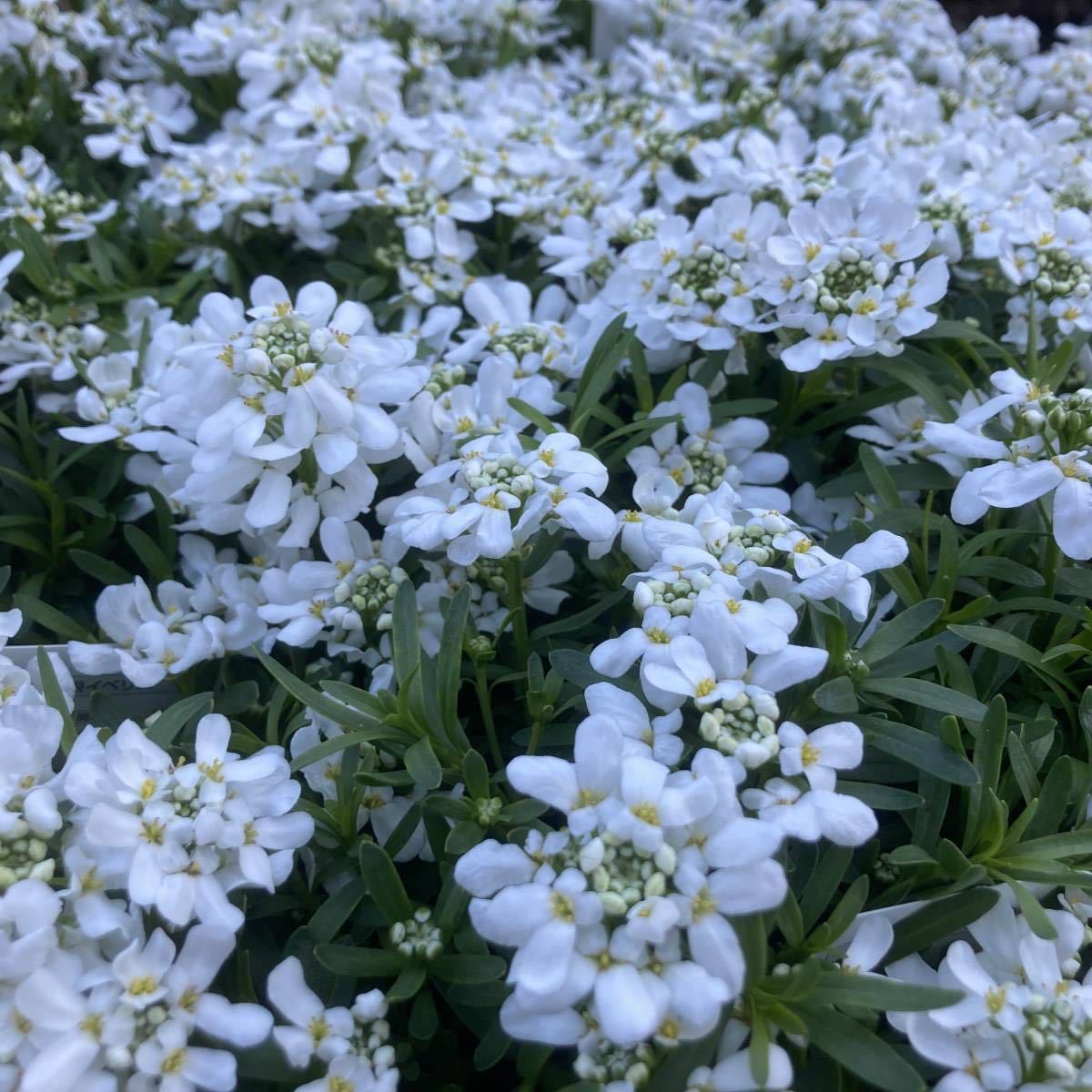 プレミアムガーデニング 数量３ こんもり宿根イベリス タホ ４ポット 苗 売買されたオークション情報 Yahooの商品情報をアーカイブ公開 オークファン Aucfan Com