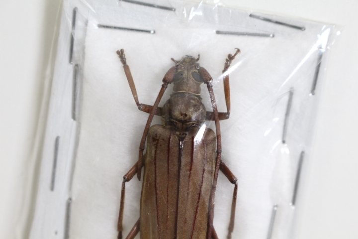 パラタイプ カミキリ 標本