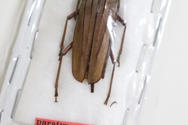 パラタイプ カミキリ 標本