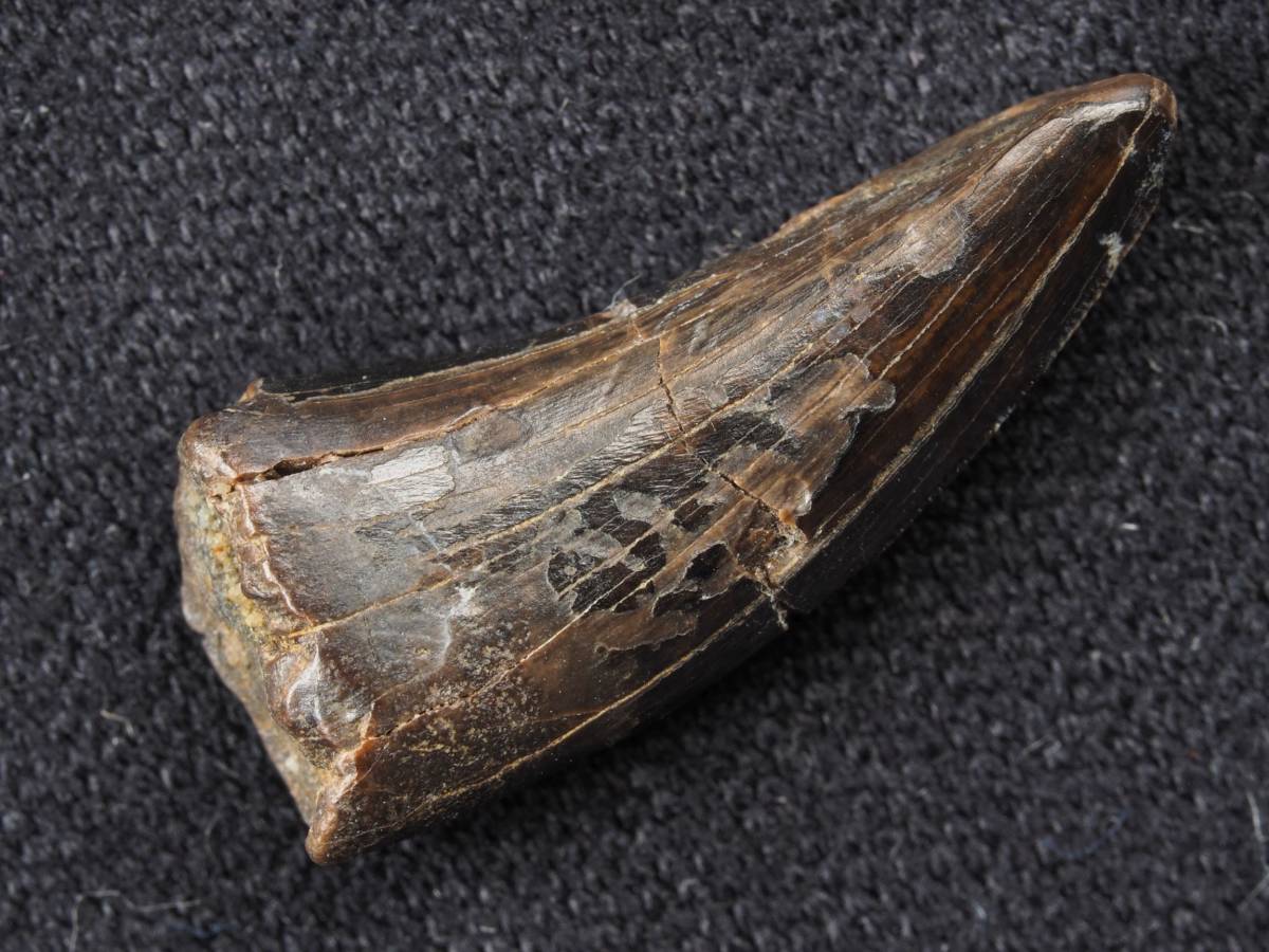 恐竜 北米産ラプトル ナノティラノ の歯 73511(化石)｜売買された