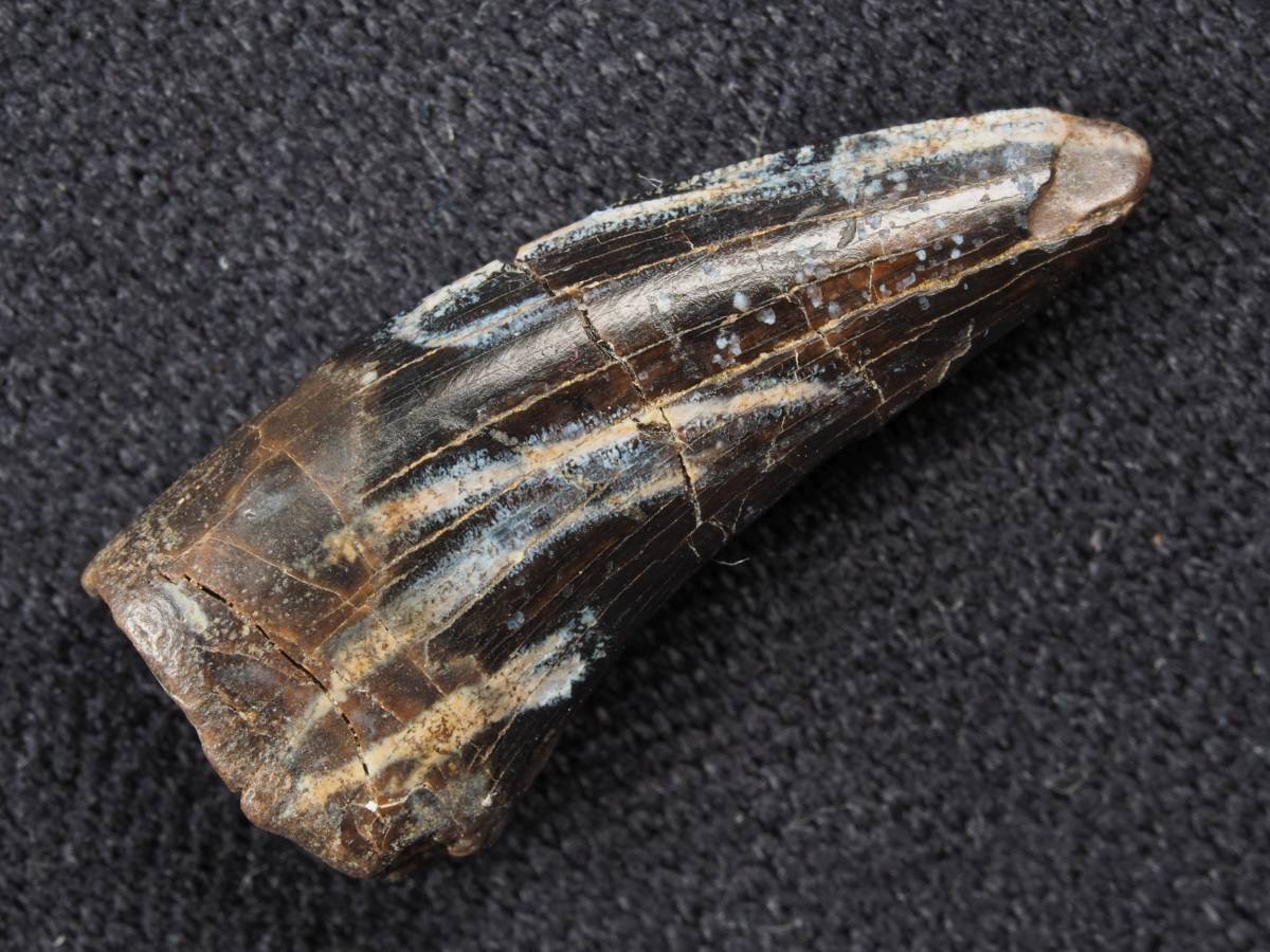 恐竜 北米産ラプトル ナノティラノ の歯 73511(化石)｜売買された