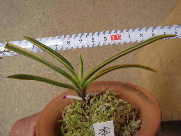 必見！富貴蘭、浜松瀬名産（ルビー根、湖東錦似る柄）(ラン)｜売買され