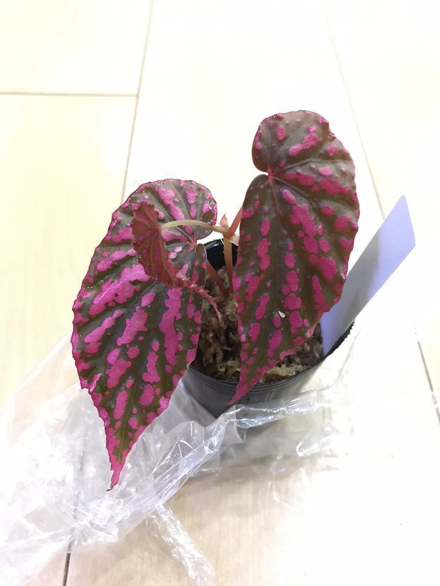 ピンクドットベゴニア ベゴニアspネグロセンシス 鉢のまま発送 観葉植物 売買されたオークション情報 Yahooの商品情報をアーカイブ公開 オークファン Aucfan Com ピンクドットベゴニア ベゴニアspネグロセンシス 鉢のまま発送 観葉植物 売買されたオークション情報 Yahooの商品情報をアーカイブ公開 オークファン Aucfan Com