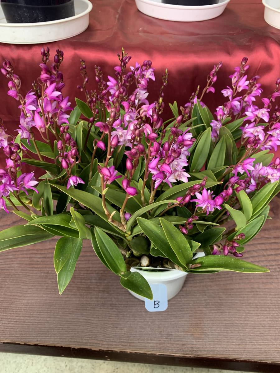 第2弾 決算セール デンドロビウム キンギアナム 春よこい B 花芽たくさん お見逃しなく 香るラン デンドロビューム ラン 売買されたオークション情報 Yahooの商品情報をアーカイブ公開 オークファン Aucfan Com