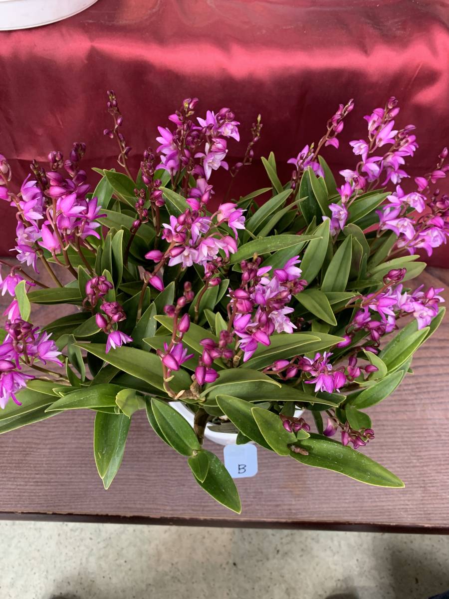 第2弾 決算セール デンドロビウム キンギアナム 春よこい B 花芽たくさん お見逃しなく 香るラン デンドロビューム ラン 売買されたオークション情報 Yahooの商品情報をアーカイブ公開 オークファン Aucfan Com