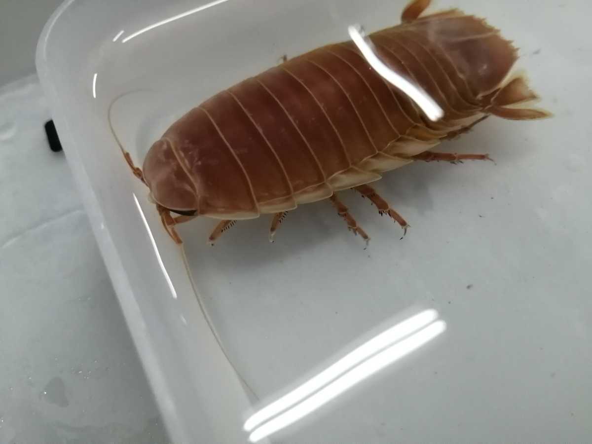 ２匹セットオオグソクムシ 8cm 10cm 1匹 深海魚 海水魚 本土のみ 発送時水温15 前後 飼育時水温13 18 海水魚 売買されたオークション情報 Yahooの商品情報をアーカイブ公開 オークファン Aucfan Com