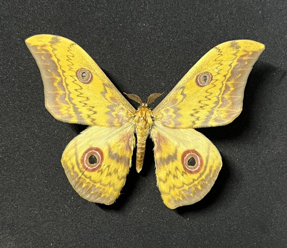 展翅標本】アフリカのヤママユガ キマダラヤママユ 【昆虫標本】(科学