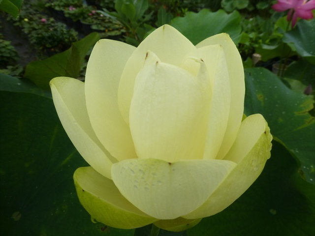 美洲黄蓮 レア 黄花 【花ハス】 レンコン 花蓮 休眠苗 【ハス・蓮