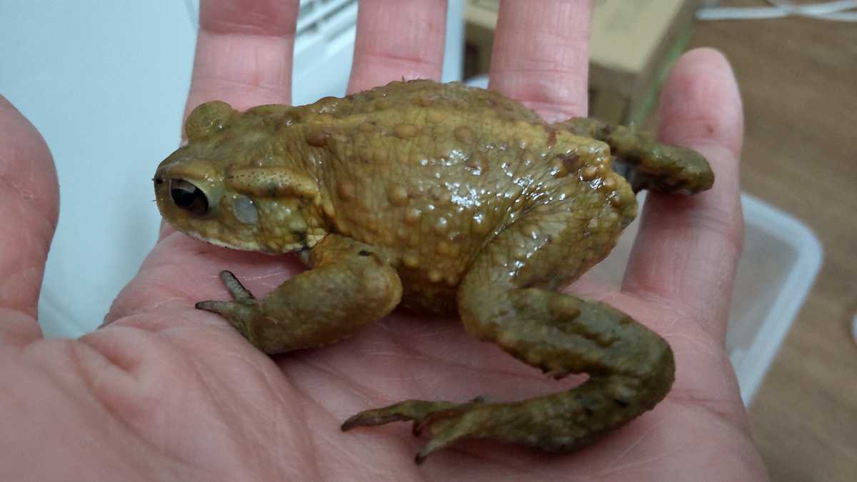 3 ミヤコヒキガエル 6 2cm グリーンイエロー系 人工餌食べます 2匹以上購入 ジャイアントミルワーム ふすま付きも可 カエル 売買されたオークション情報 Yahooの商品情報をアーカイブ公開 オークファン Aucfan Com