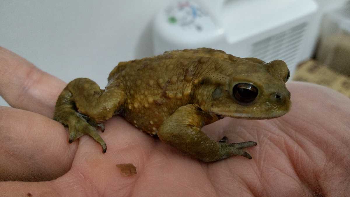 3 ミヤコヒキガエル 6 2cm グリーンイエロー系 人工餌食べます 2匹以上購入 ジャイアントミルワーム ふすま付きも可 カエル 売買されたオークション情報 Yahooの商品情報をアーカイブ公開 オークファン Aucfan Com