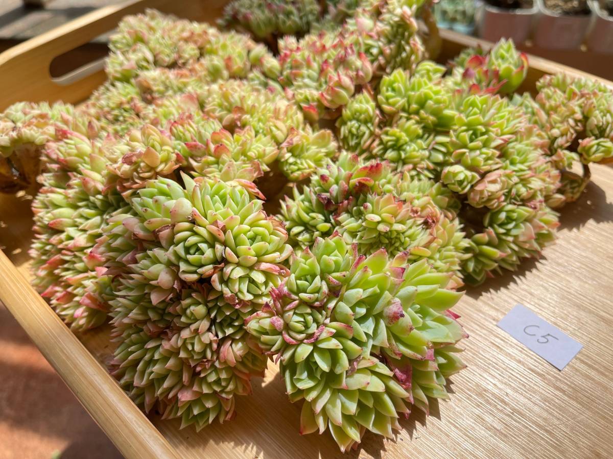 パンジー群生綴化 15個 将来有望 Echeveria Pansy 多肉植物 観葉植物 超美苗 エケベリア C5 サボテン 売買されたオークション情報 Yahooの商品情報をアーカイブ公開 オークファン Aucfan Com