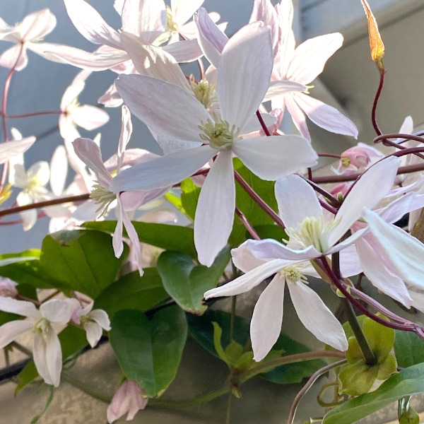 クレマチス アップルブロッサム 明日発送可能 Www Grupoferrasa Com Br