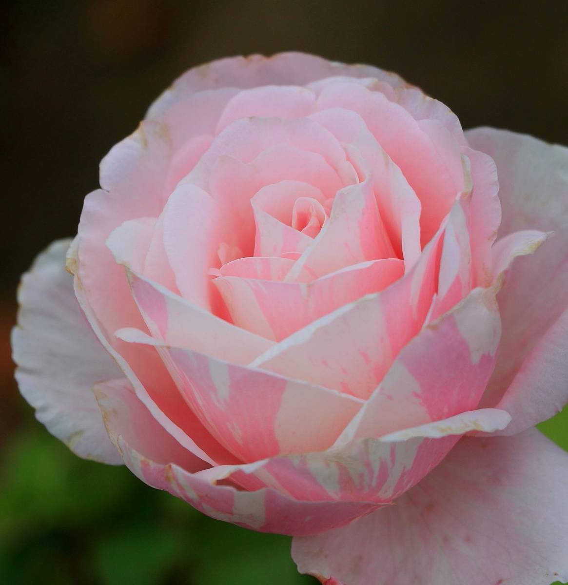 ばら遊人 ｄｅｌ社 ビエドゥー 接木苗 バラ 売買されたオークション情報 Yahooの商品情報をアーカイブ公開 オークファン Aucfan Com